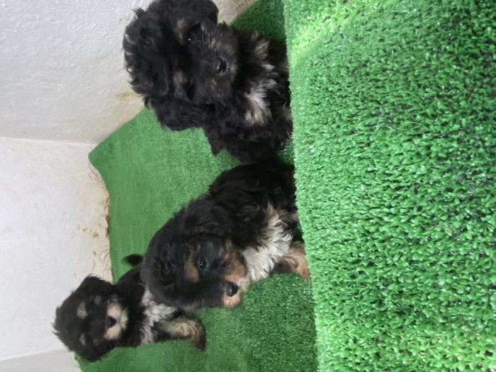 Bichon Havanais