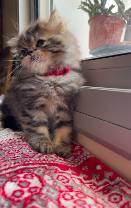 Chatons persans