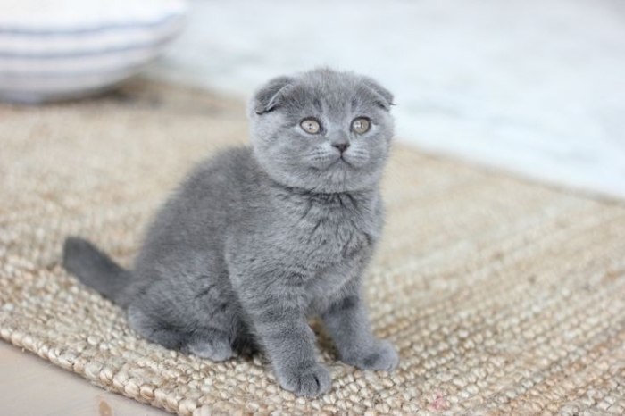 Scottish fold vacciné