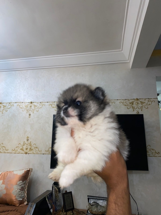 Spitz Pomeranian
