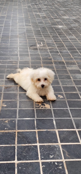 Bichon maltais