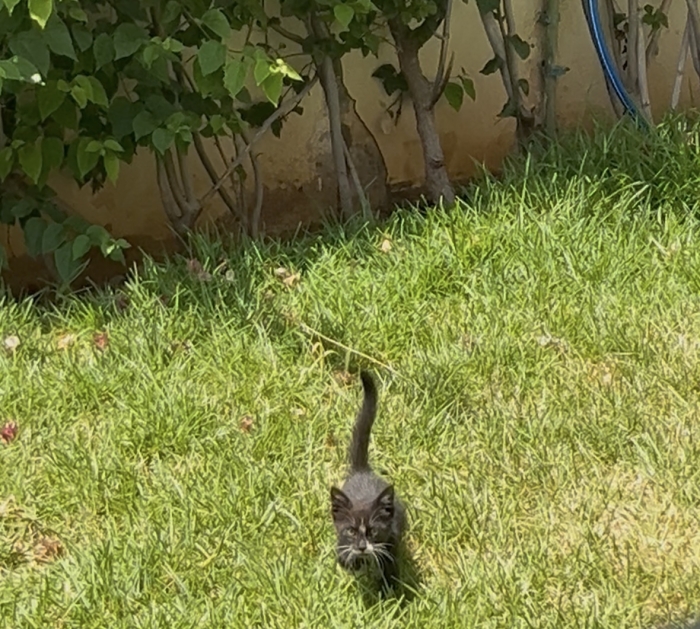 Chatons femelle 2 mois sevrée et propre