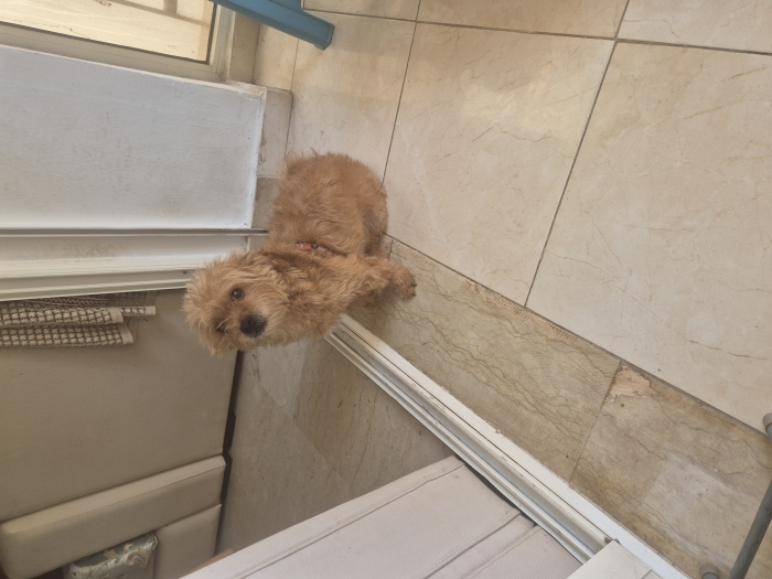 Caniche