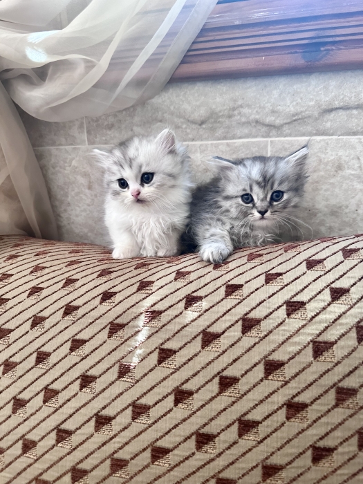 Chatons Munchkin pattes courtes