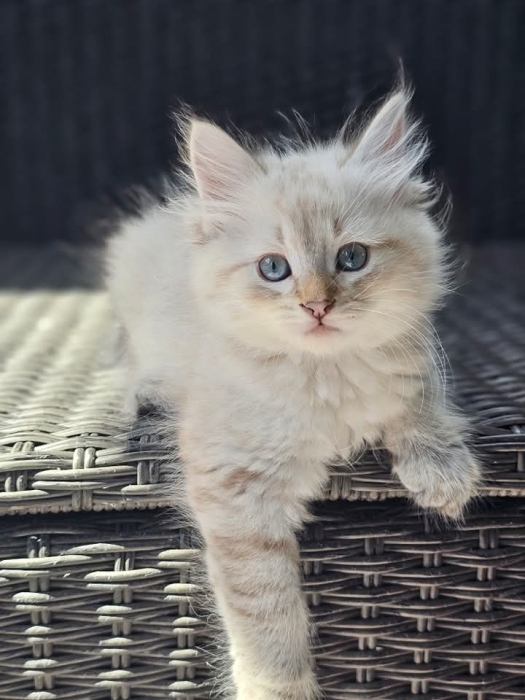 Sibérien chaton
