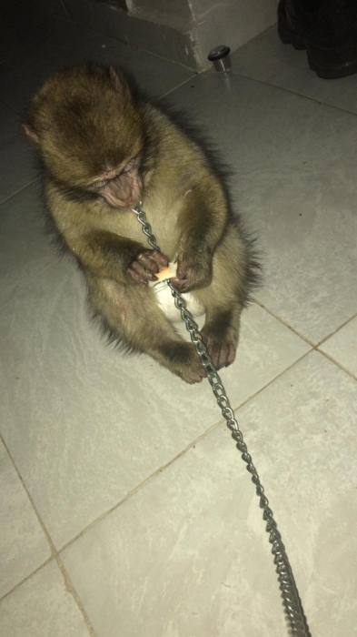 Singe 2 mois
