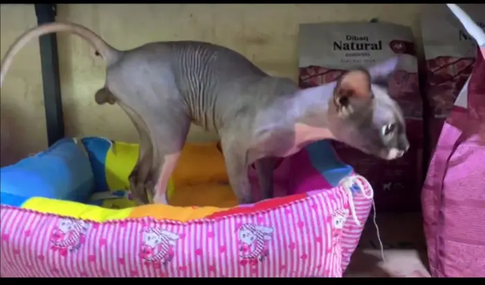 Sphynx mâle a vendre