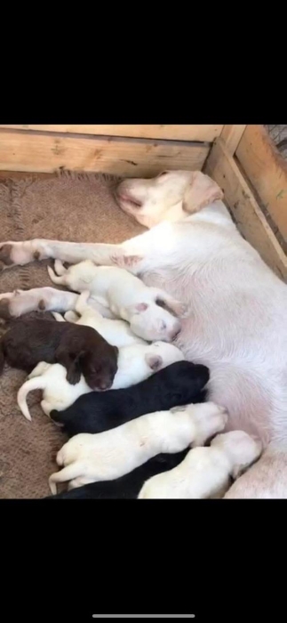 labrador