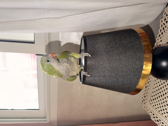 Quaker parrots