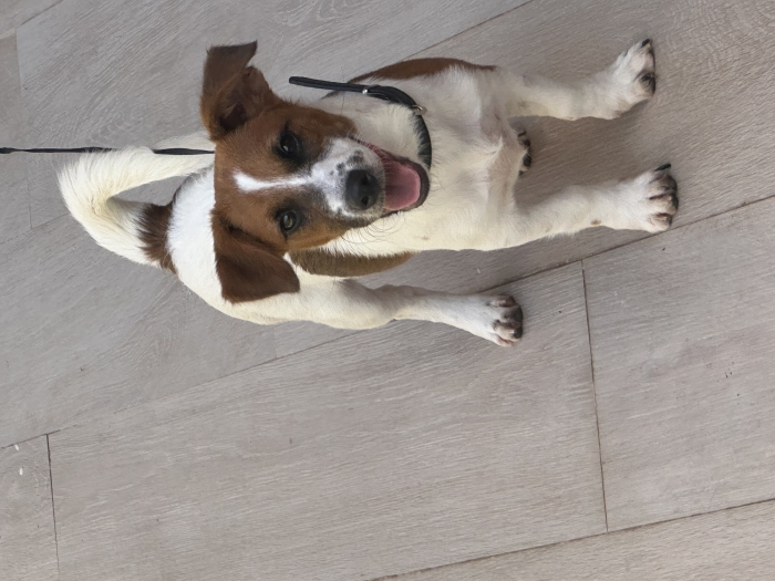Jack russell
