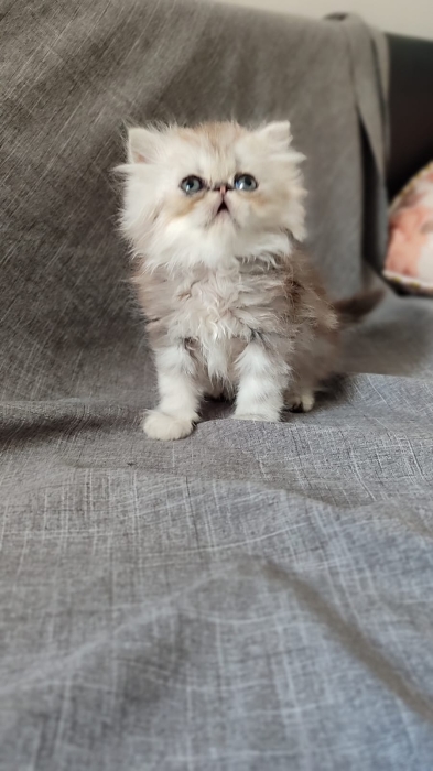 Mâle persan chinchilla