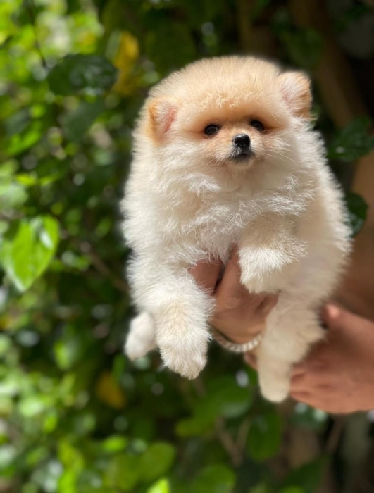 Spitz Pom Nain