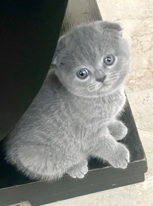 Scottish Fold ,  British Longhair ,British Shorthair