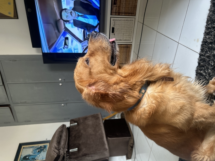 Golden retriver
