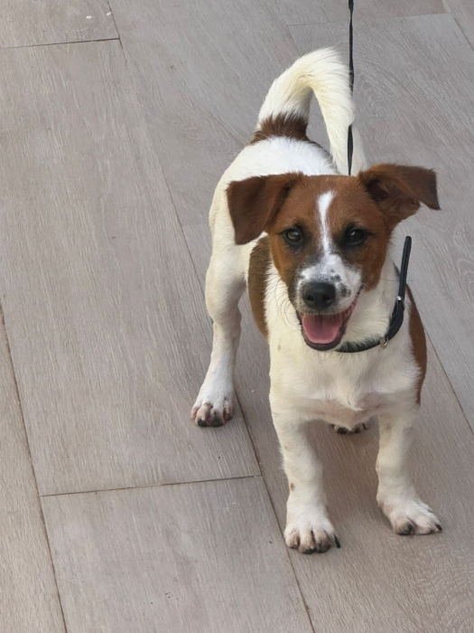 Chien JACK RUSSELL