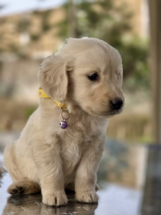 Chiot Golden Retriever Mâle