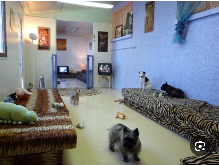 Pension canine