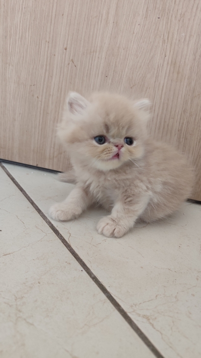 Chaton Mâle persan crèmé