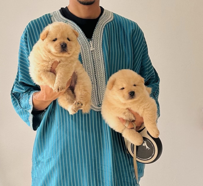 Femelle chow chow