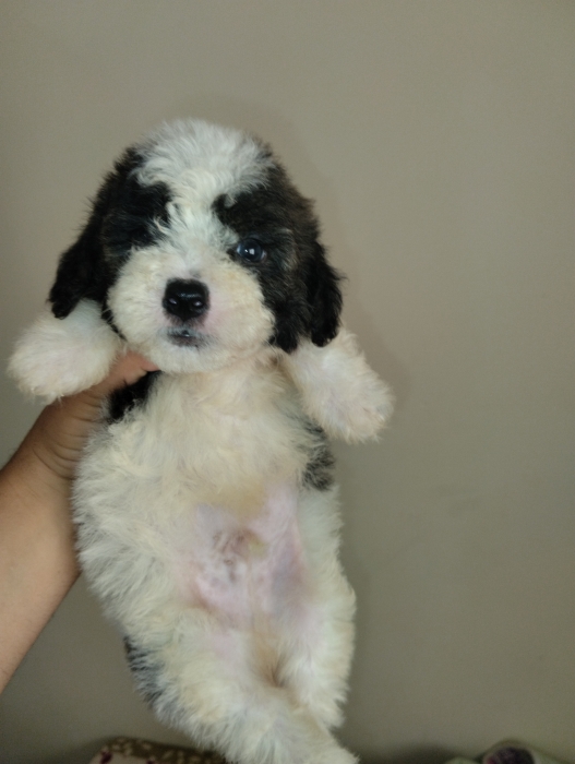 Bichon havanais
