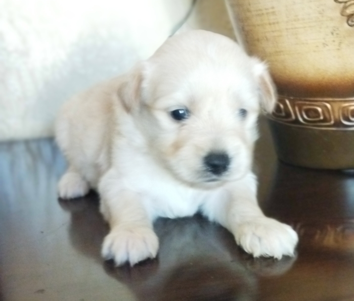 Bichon