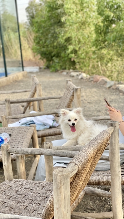 Spitz pomeranian