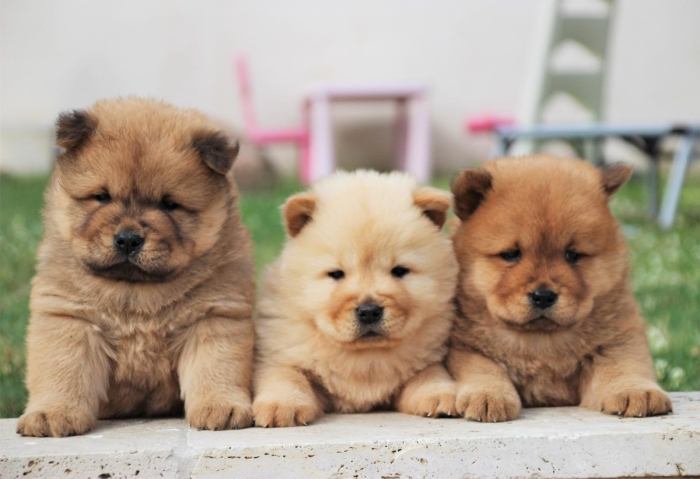 Chow Chow 🔥