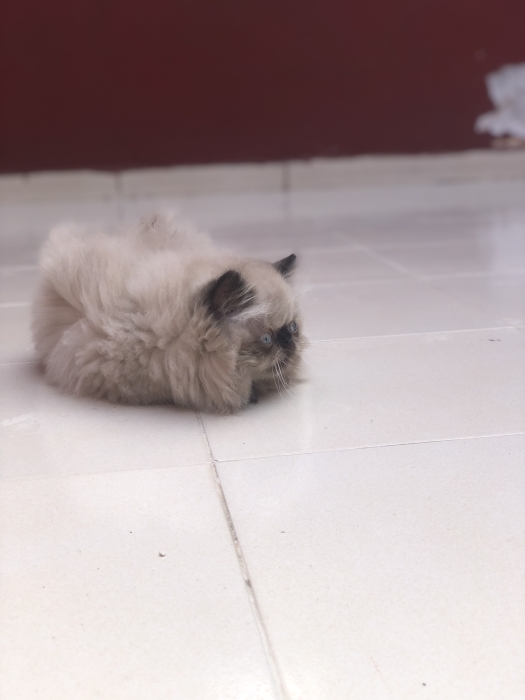 Chaton persan