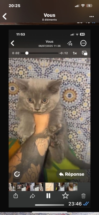 Chat Scottish fold