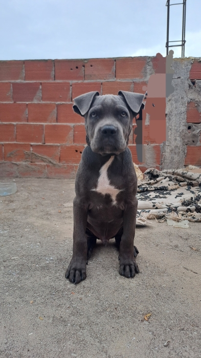 Cani corso