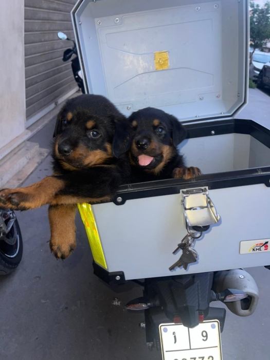 rottweiler pedigree