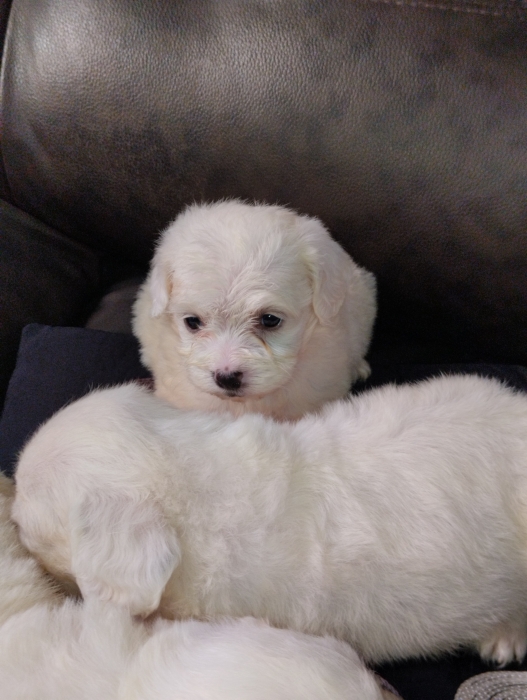 Bichon maltais
