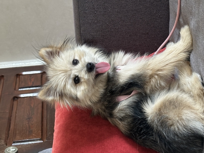 Yorkshire spitz