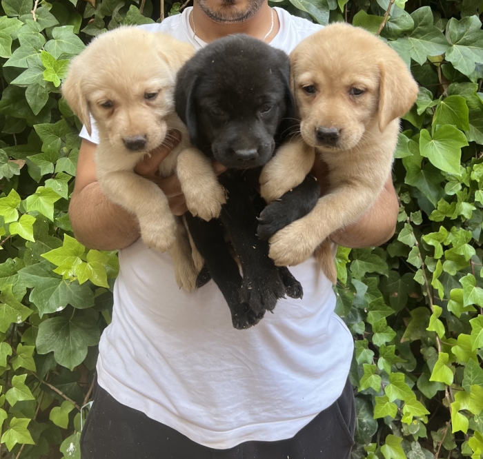 Labrador