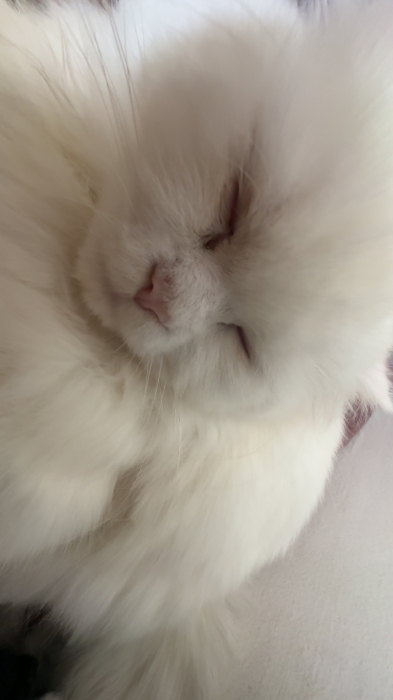 Cat Persian male