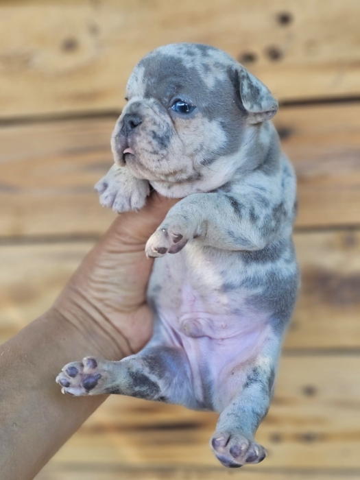 Bulldog Français