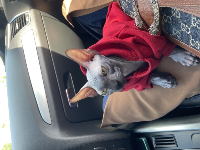 Cat sphinxe