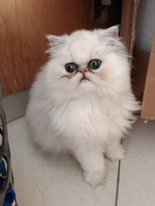 Chaton femelle persan 2 mois