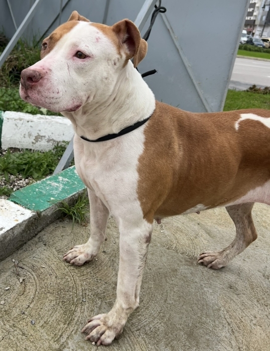 Pitbull ride nose