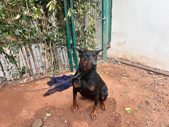 Vente chienne Doberman.