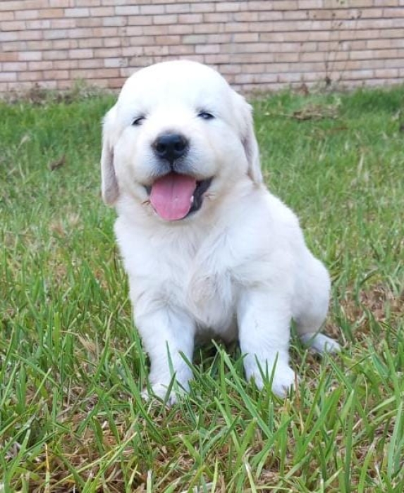 Golden Retriever Pure Race