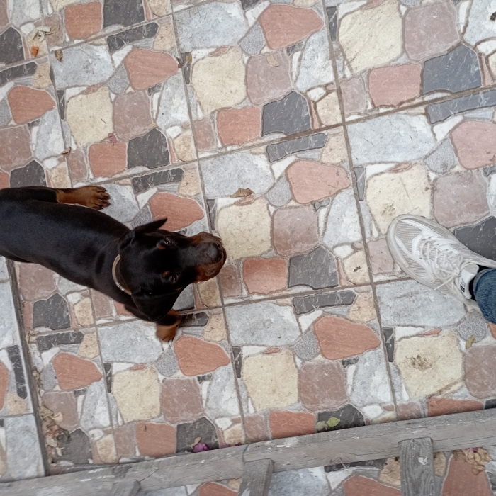 Dobermann