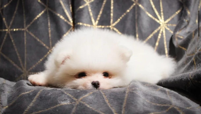 Spitz pomernian