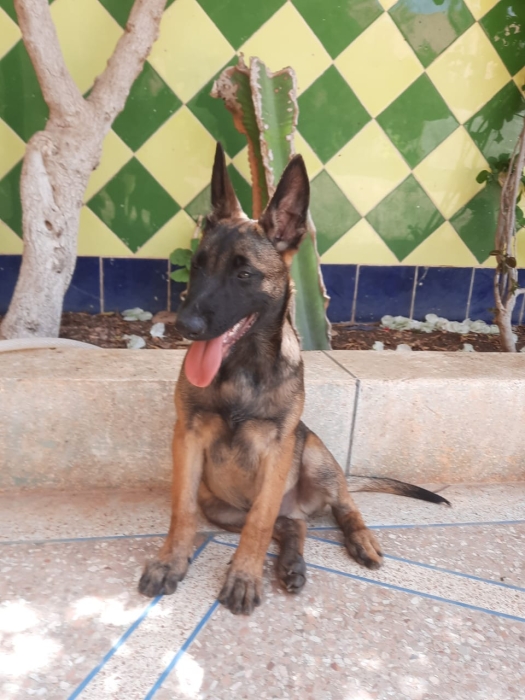 Berger malinois