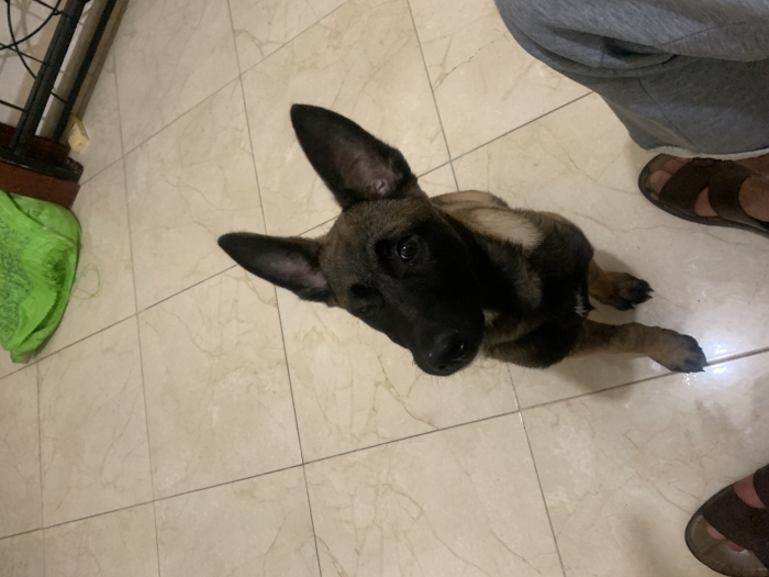 Malinois