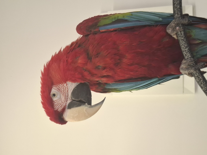 Perroquet ara