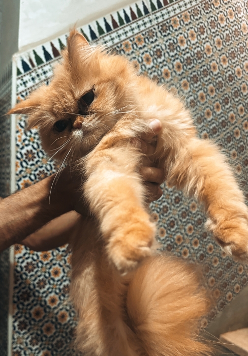 Chat persan à vendre