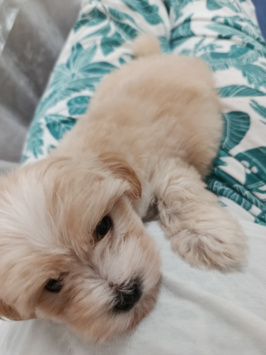 Bichon maltais