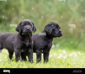 Chiots l'abrador 2 mois