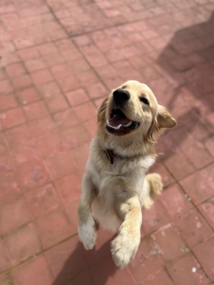 Golden retriever